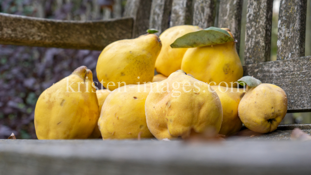 Quitten / Igls, Innsbruck, Tirol, Österreich by kristen-images.com