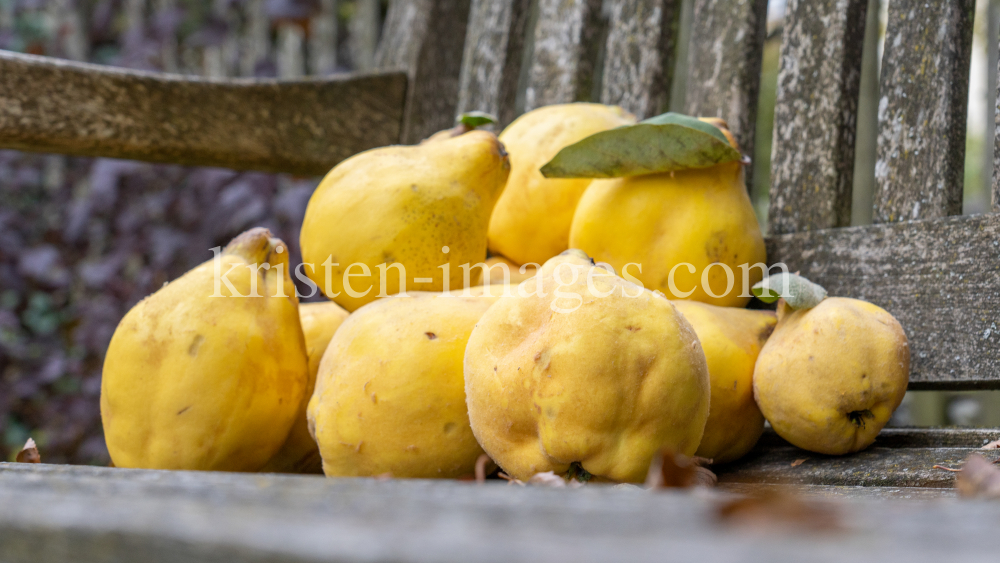 Quitten / Igls, Innsbruck, Tirol, Österreich by kristen-images.com