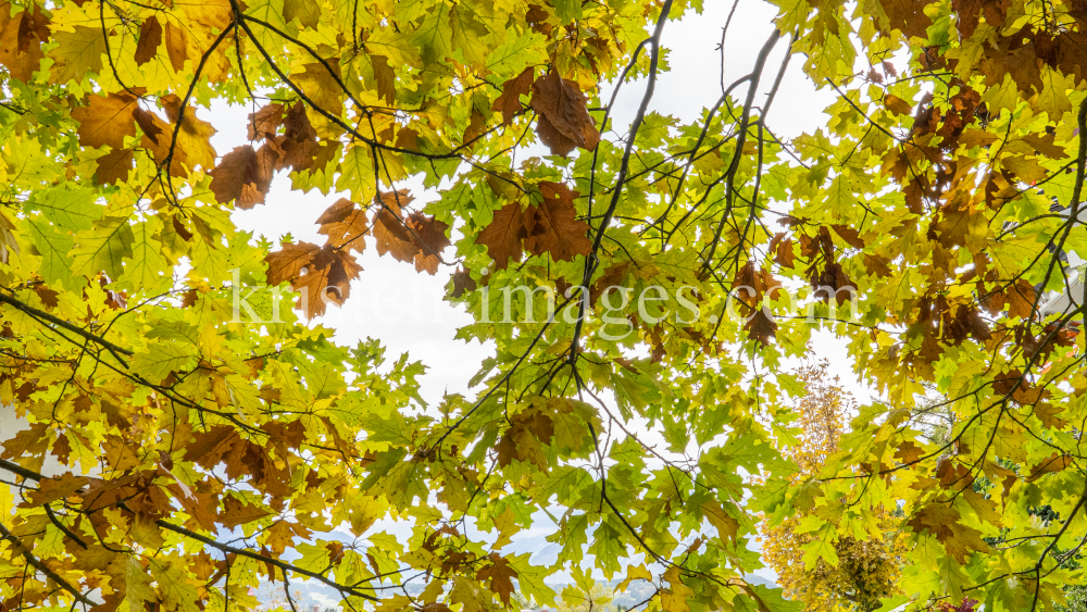 Eichenblätter im Herbst / Igls, Innsbruck, Tirol, Österreich by kristen-images.com