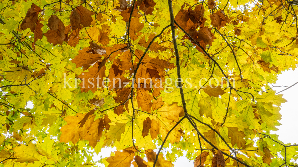 Eichenblätter im Herbst / Igls, Innsbruck, Tirol, Österreich by kristen-images.com