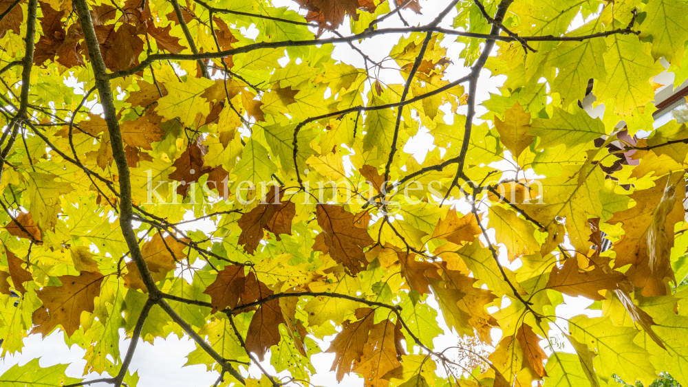 Eichenblätter im Herbst / Igls, Innsbruck, Tirol, Österreich by kristen-images.com