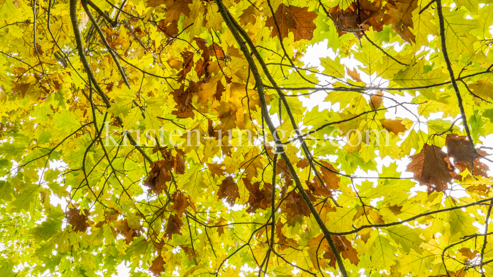 Eichenblätter im Herbst / Igls, Innsbruck, Tirol, Österreich by kristen-images.com