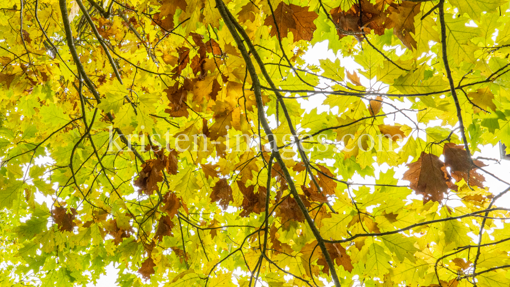 Eichenblätter im Herbst / Igls, Innsbruck, Tirol, Österreich by kristen-images.com