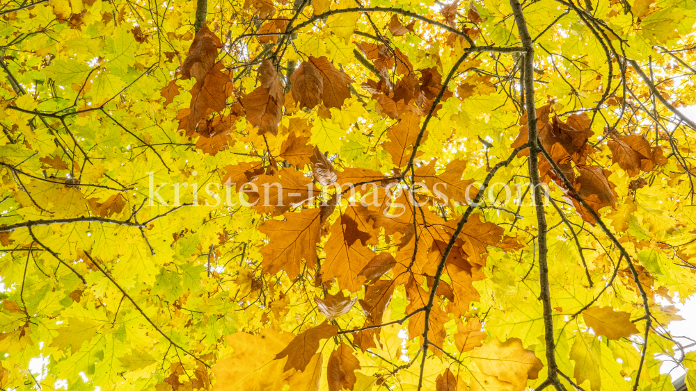 Eichenblätter im Herbst / Igls, Innsbruck, Tirol, Österreich by kristen-images.com