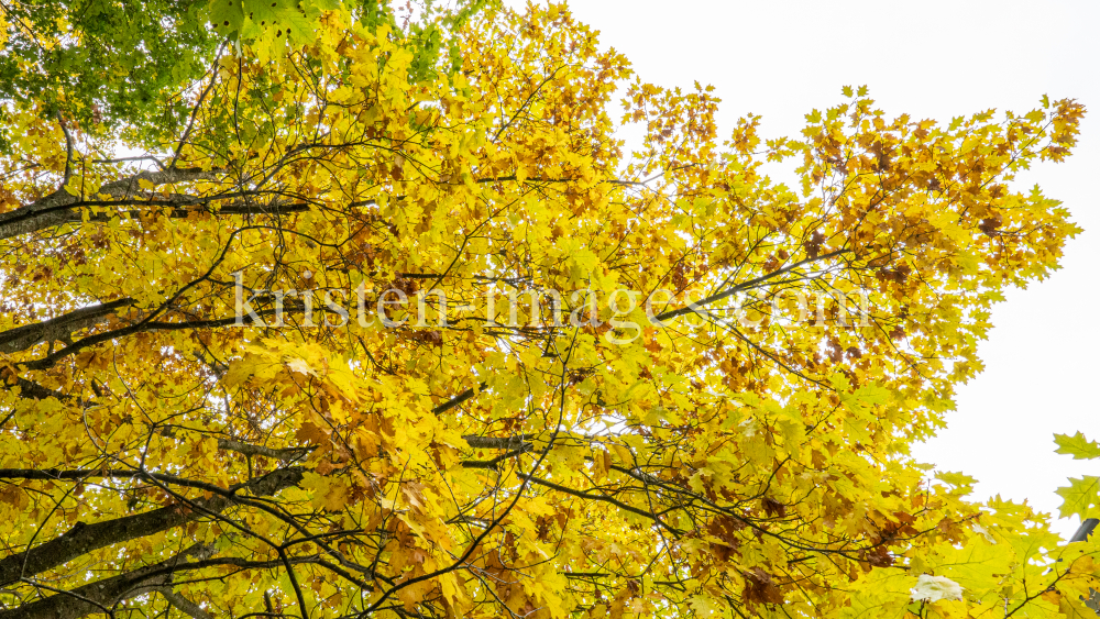 Eichenblätter im Herbst / Igls, Innsbruck, Tirol, Österreich by kristen-images.com