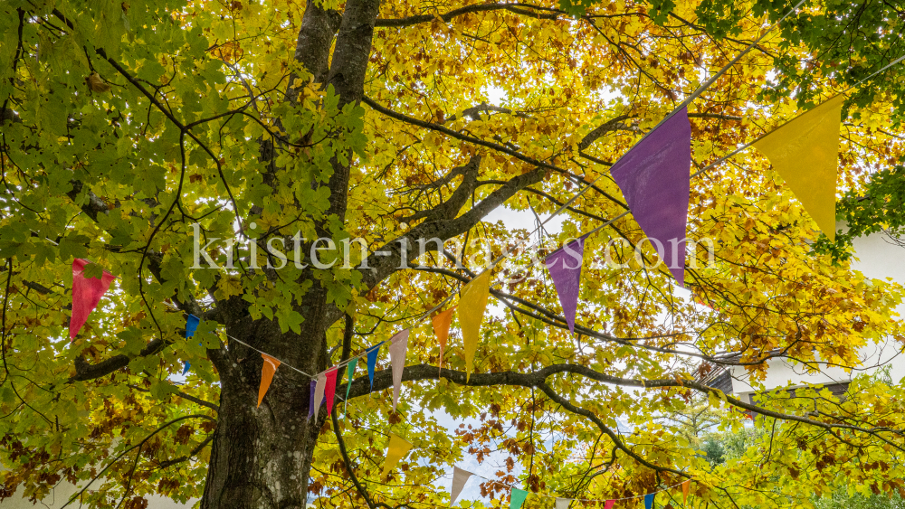 Eichenblätter im Herbst / Igls, Innsbruck, Tirol, Österreich by kristen-images.com