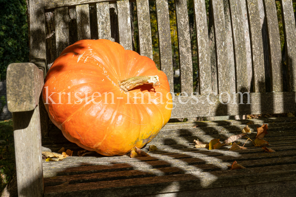 Kürbis / Igls, Innsbruck, Tirol, Österreich by kristen-images.com