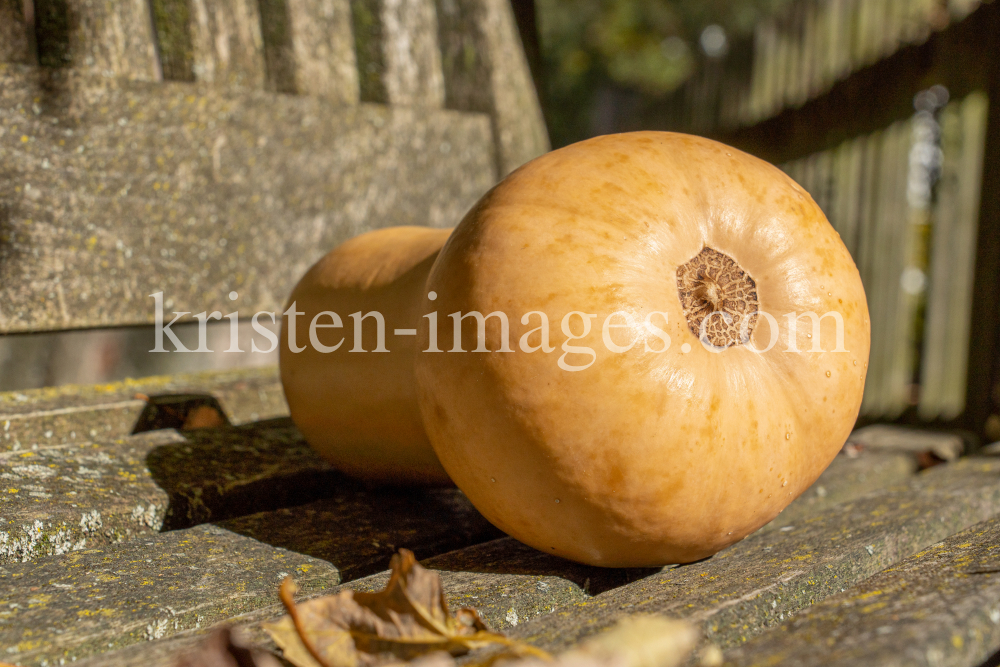 Kürbis / Igls, Innsbruck, Tirol, Österreich by kristen-images.com