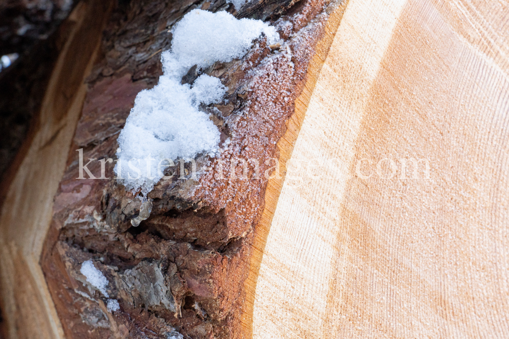 Baumstämme einer gefällten Lärche by kristen-images.com