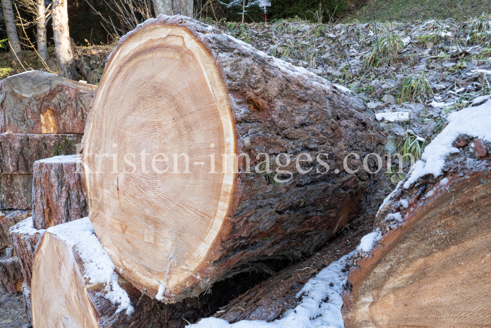 Baumstämme einer gefällten Lärche by kristen-images.com