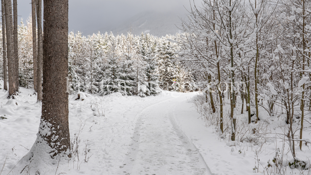 Wanderweg im Ullwald, Igls, Innsbruck, Tirol, Österreich by kristen-images.com