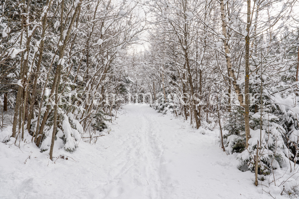 Wanderweg im Ullwald, Igls, Innsbruck, Tirol, Österreich by kristen-images.com