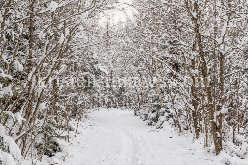 Wanderweg im Ullwald, Igls, Innsbruck, Tirol, Österreich by kristen-images.com