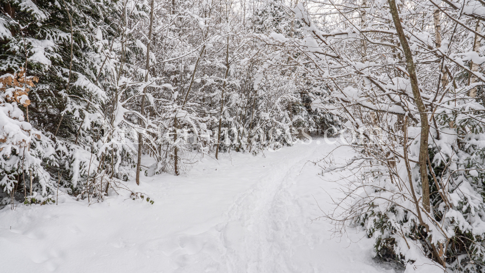 Wanderweg im Ullwald, Igls, Innsbruck, Tirol, Österreich by kristen-images.com