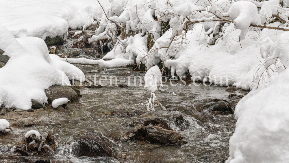 Viller Bach, Ramsbach / Ullwald, Igls, Innsbruck, Tirol, Österreich by kristen-images.com