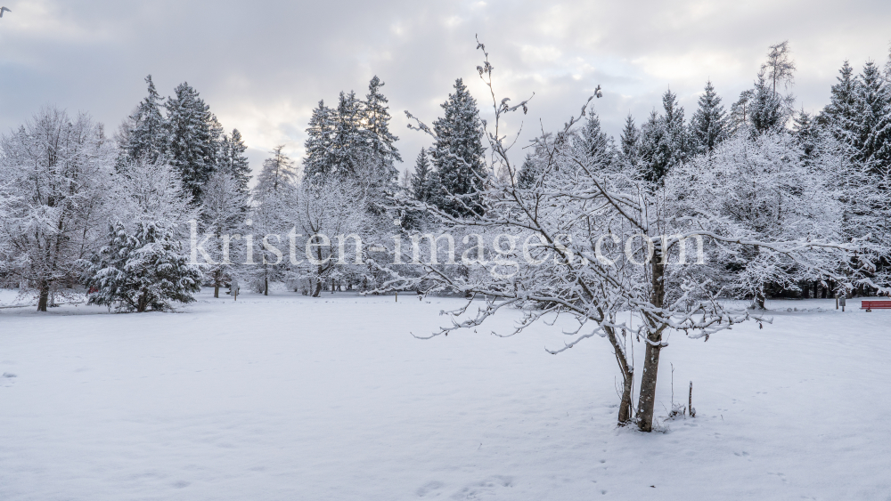 Eberesche im Winter / Kurpark Igls, Innsbruck, Tirol, Österreich by kristen-images.com