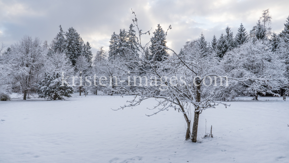 Eberesche im Winter / Kurpark Igls, Innsbruck, Tirol, Österreich by kristen-images.com