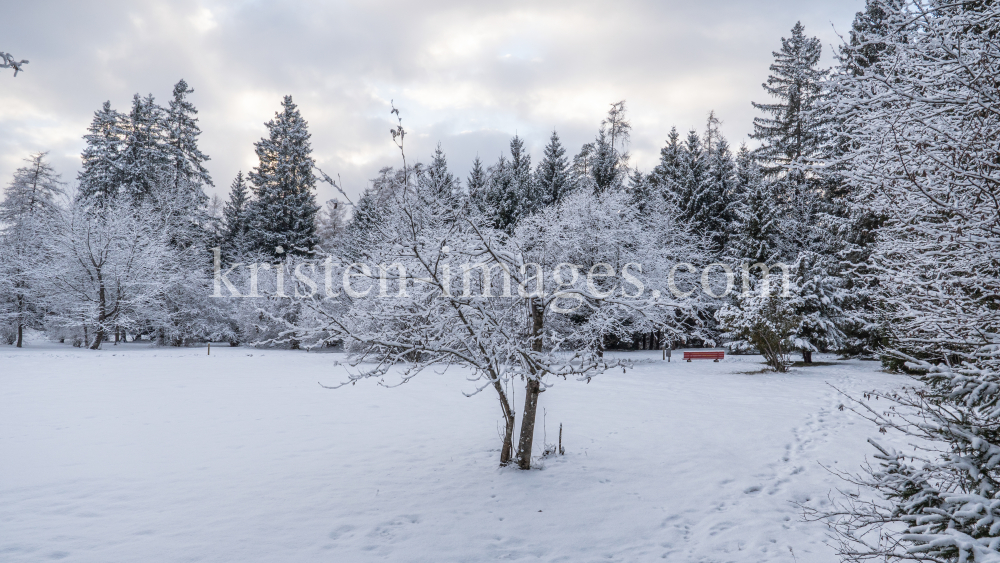 Eberesche im Winter / Kurpark Igls, Innsbruck, Tirol, Österreich by kristen-images.com