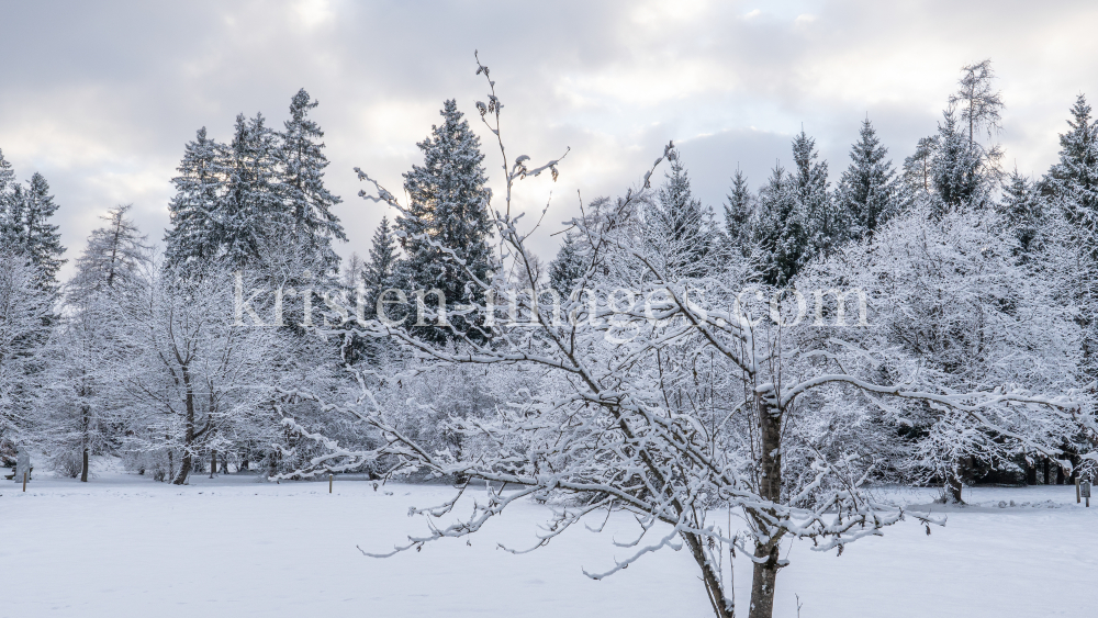 Eberesche im Winter / Kurpark Igls, Innsbruck, Tirol, Österreich by kristen-images.com