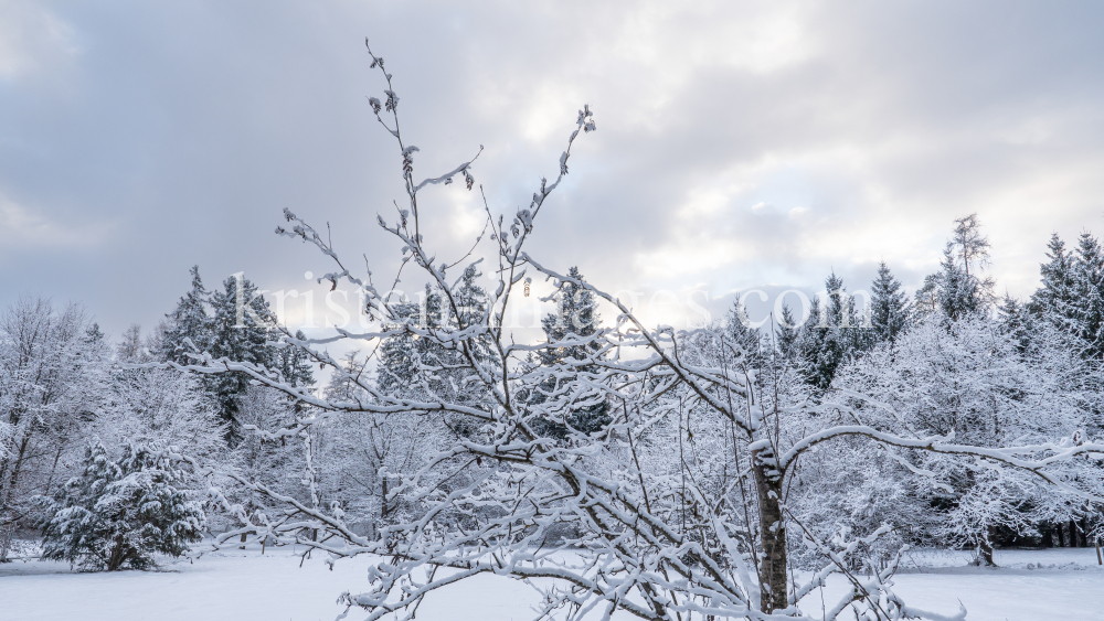 Eberesche im Winter / Kurpark Igls, Innsbruck, Tirol, Österreich by kristen-images.com