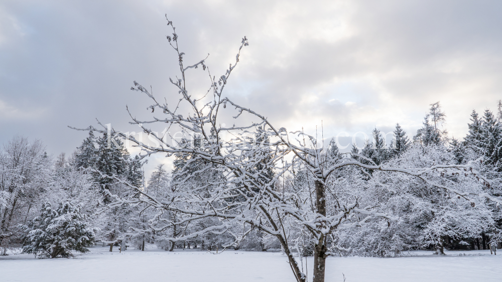 Eberesche im Winter / Kurpark Igls, Innsbruck, Tirol, Österreich by kristen-images.com