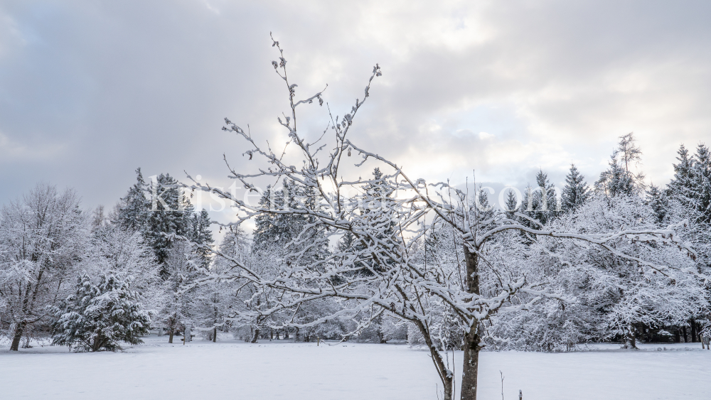 Eberesche im Winter / Kurpark Igls, Innsbruck, Tirol, Österreich by kristen-images.com