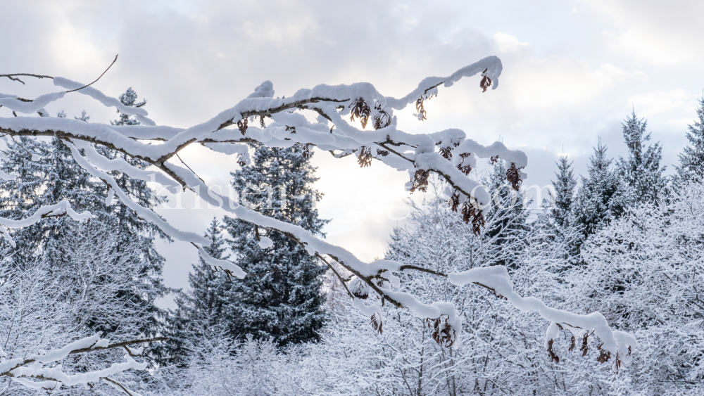 Eberesche im Winter / Kurpark Igls, Innsbruck, Tirol, Österreich by kristen-images.com