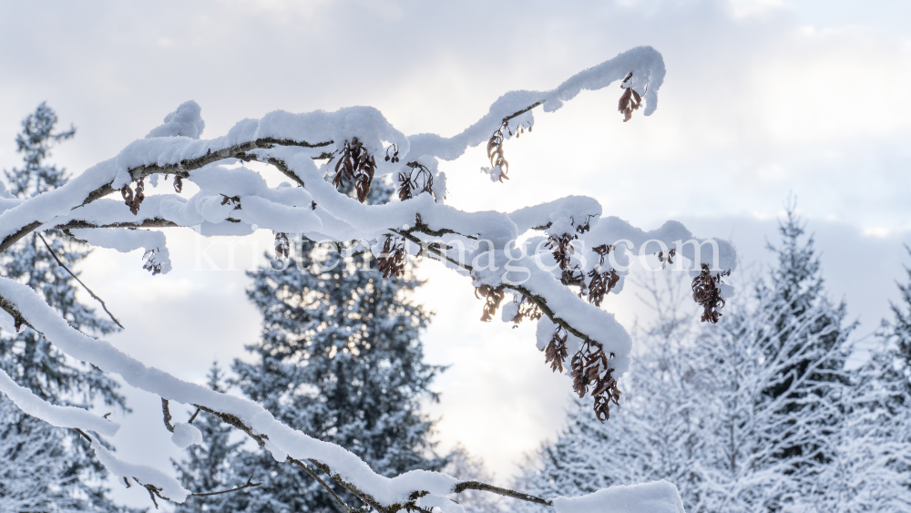 Eberesche im Winter / Kurpark Igls, Innsbruck, Tirol, Österreich by kristen-images.com