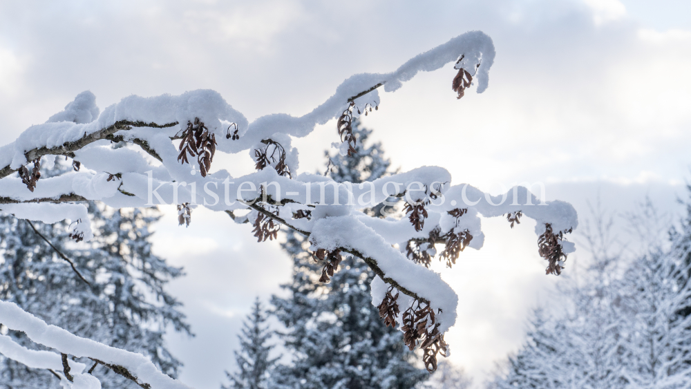 Eberesche im Winter / Kurpark Igls, Innsbruck, Tirol, Österreich by kristen-images.com