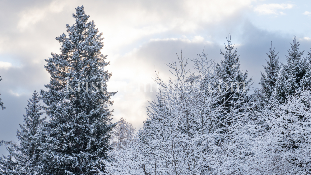 Fichte im Winter / Kurpark Igls, Innsbruck, Tirol, Österreich by kristen-images.com