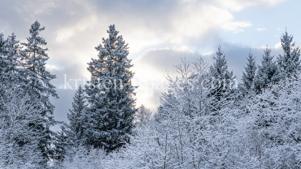 Fichte im Winter / Kurpark Igls, Innsbruck, Tirol, Österreich by kristen-images.com