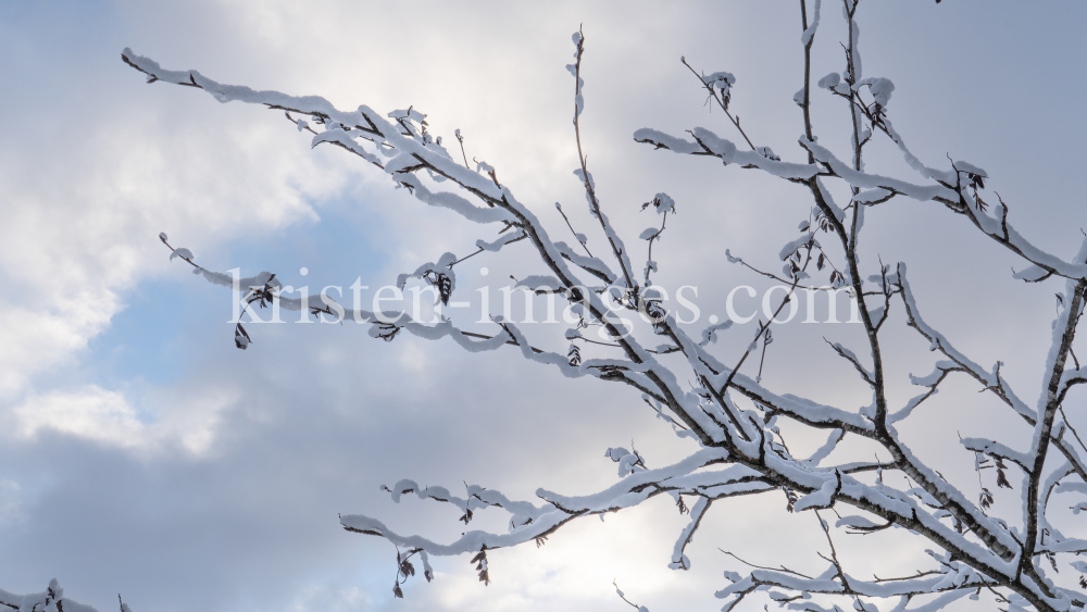 Eberesche im Winter / Kurpark Igls, Innsbruck, Tirol, Österreich by kristen-images.com