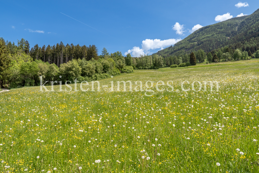 Wildblumenwiese, Blumenwiese by kristen-images.com