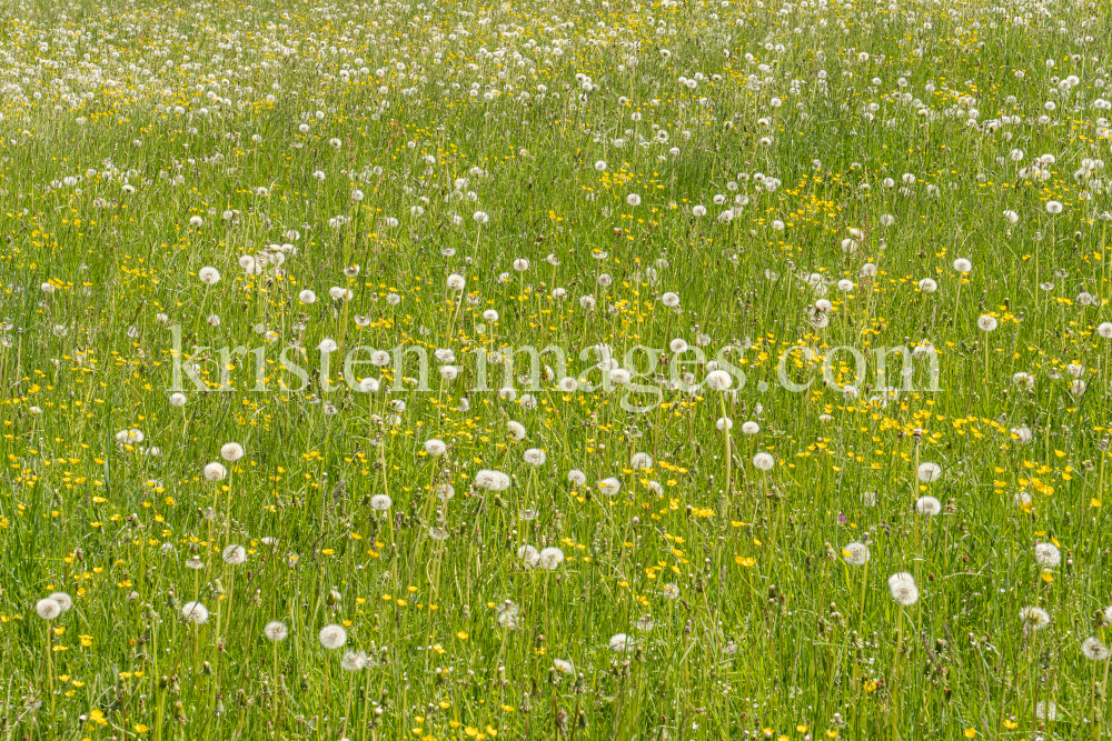 Wildblumenwiese, Blumenwiese by kristen-images.com