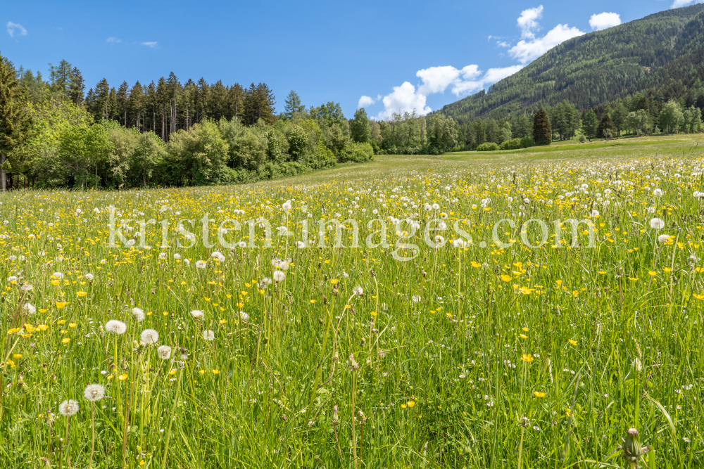 Wildblumenwiese, Blumenwiese by kristen-images.com