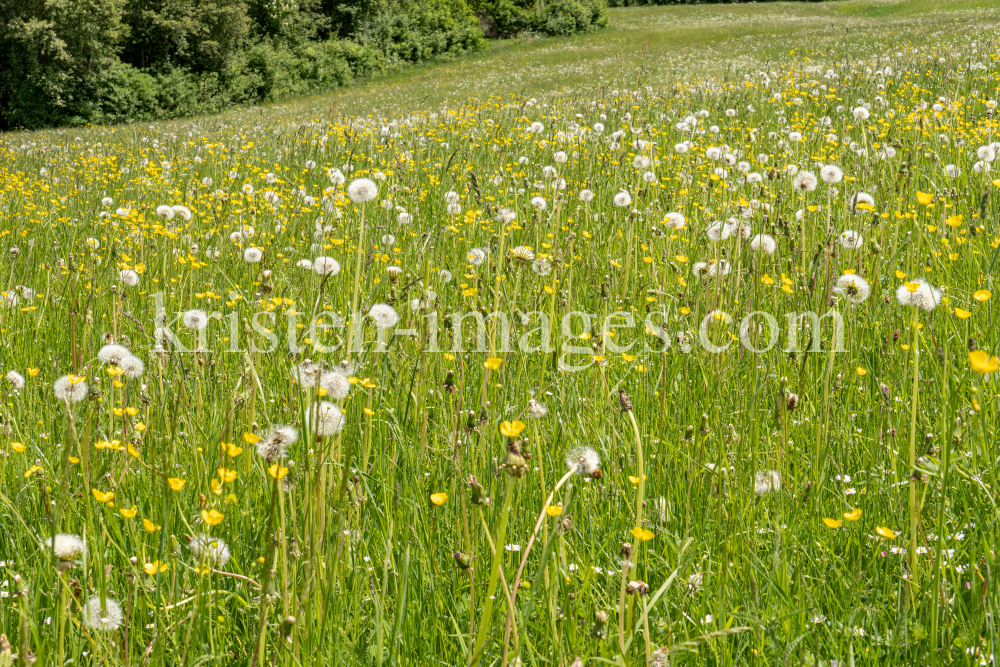 Wildblumenwiese, Blumenwiese by kristen-images.com