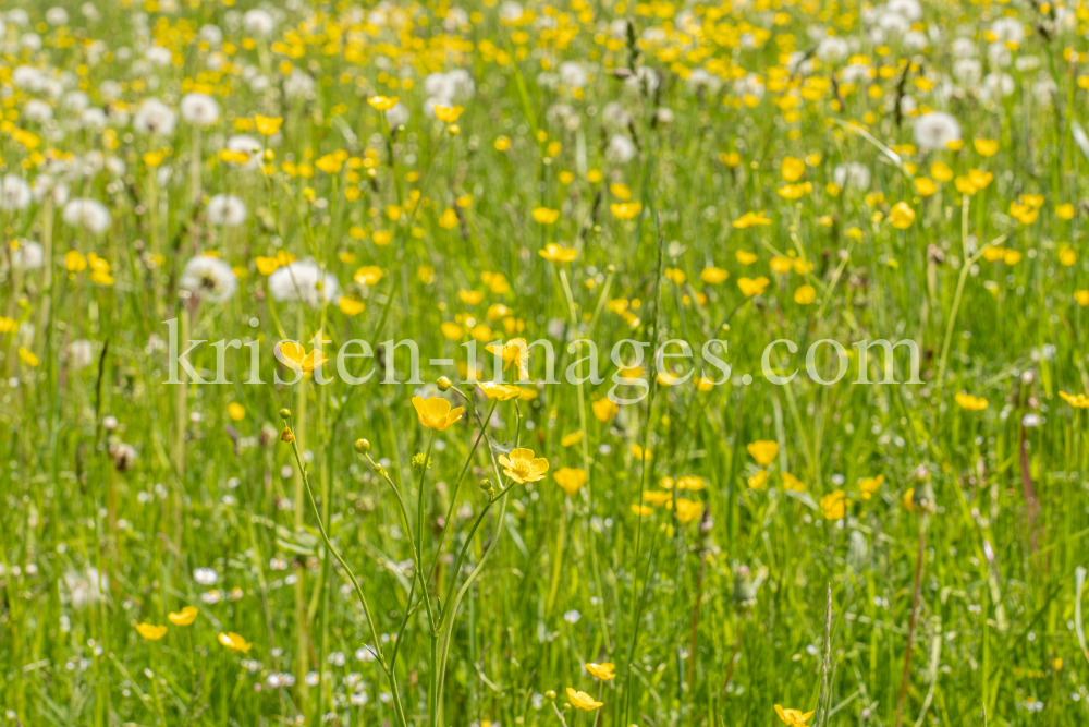 Wildblumenwiese, Blumenwiese by kristen-images.com