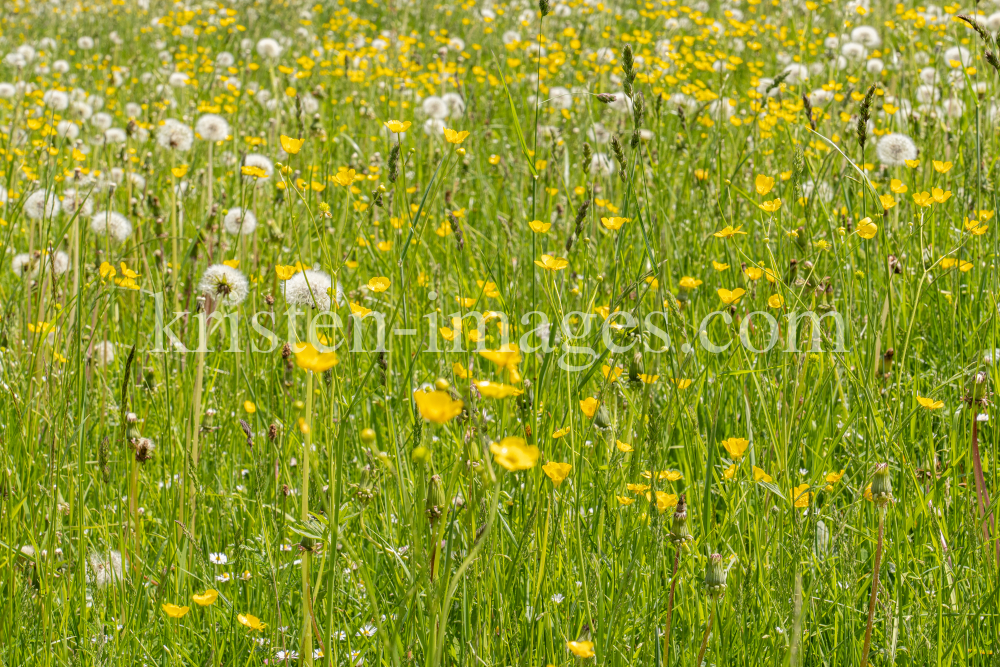 Wildblumenwiese, Blumenwiese by kristen-images.com