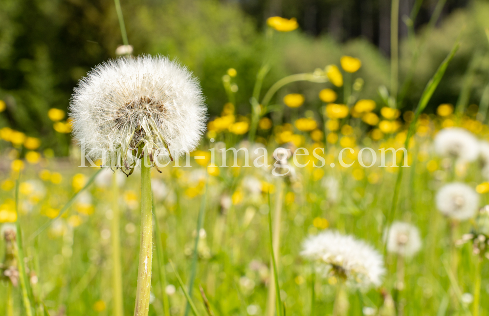 Löwenzahn, Taraxacum by kristen-images.com