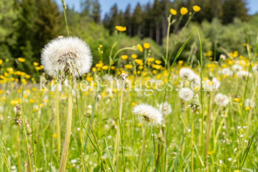 Löwenzahn, Taraxacum by kristen-images.com