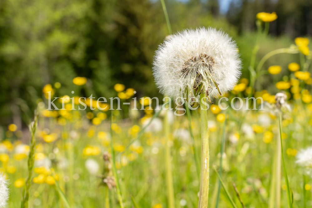 Löwenzahn, Taraxacum by kristen-images.com