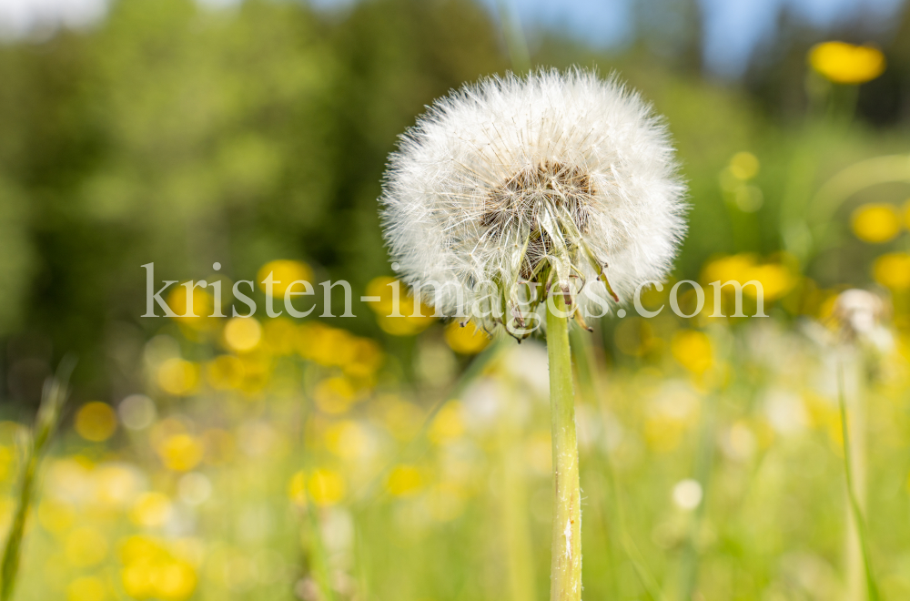 Löwenzahn, Taraxacum by kristen-images.com