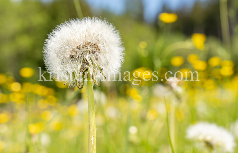 Löwenzahn, Taraxacum by kristen-images.com