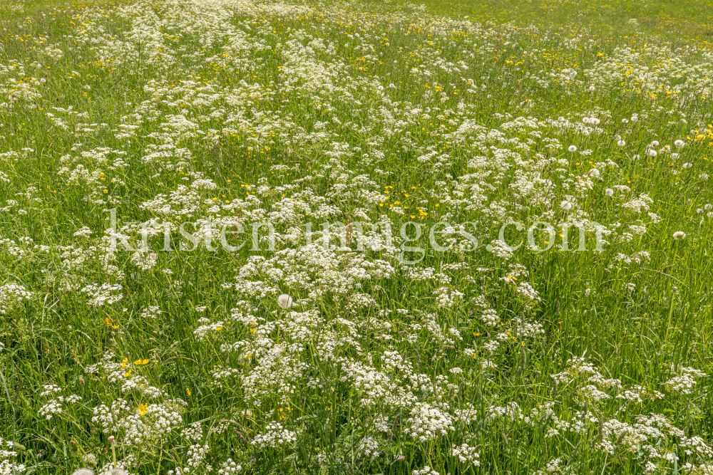 Wiesen-Kerbel, Anthriscus sylvestris by kristen-images.com