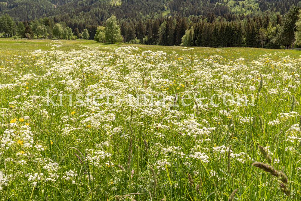 Wiesen-Kerbel, Anthriscus sylvestris by kristen-images.com