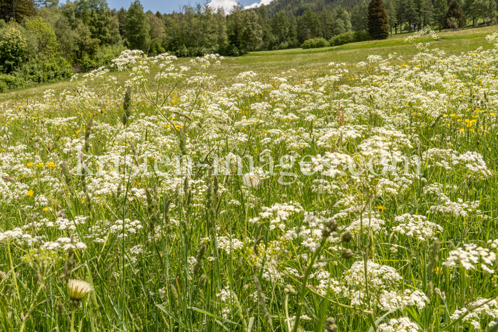 Wiesen-Kerbel, Anthriscus sylvestris by kristen-images.com