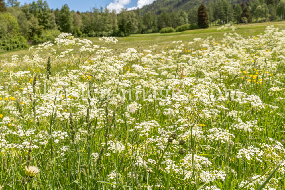 Wiesen-Kerbel, Anthriscus sylvestris by kristen-images.com