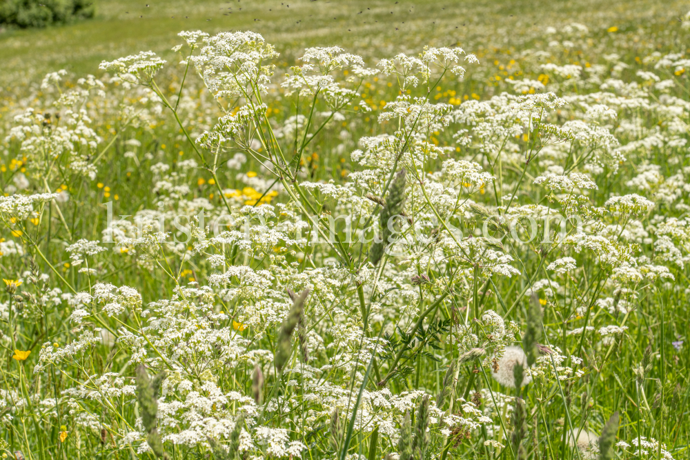 Wiesen-Kerbel, Anthriscus sylvestris by kristen-images.com