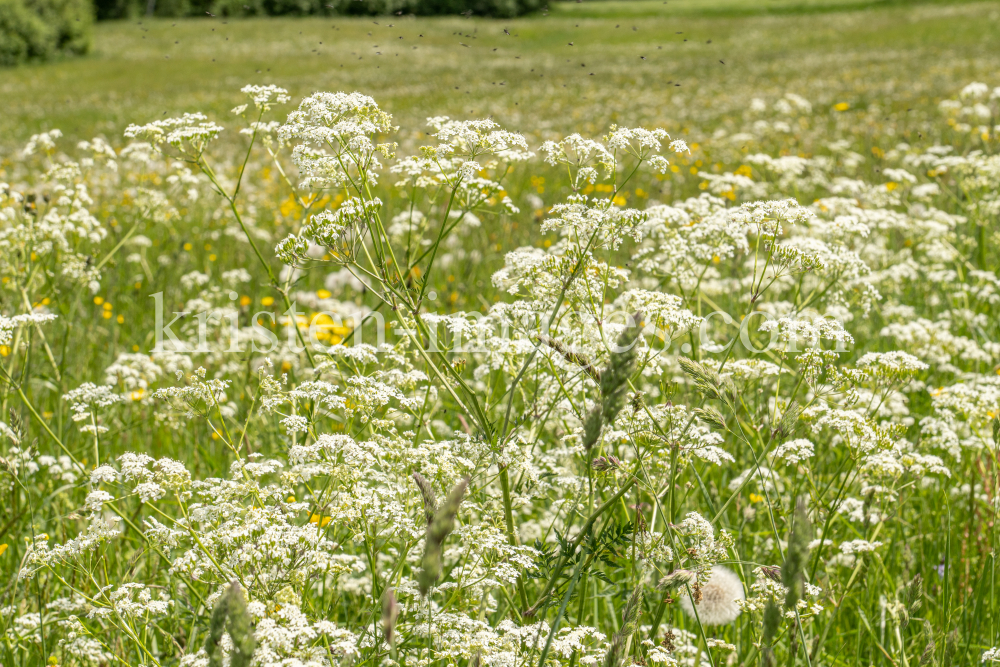 Wiesen-Kerbel, Anthriscus sylvestris by kristen-images.com