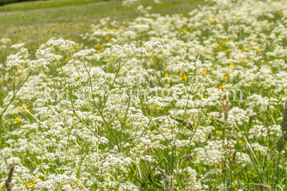 Wiesen-Kerbel, Anthriscus sylvestris by kristen-images.com